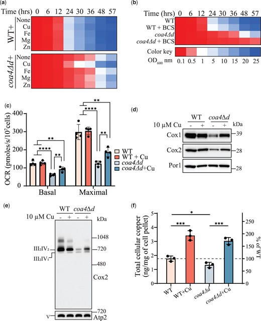 Copper supplementation rescues the respiratory defect of coa4Δ mutant. a, b) WT and coa4Δd cells were inoculated in YPGE at a starting OD600nm of 0.1 and were grown at 30°C. The growth was monitored by measuring the absorbance at 600 nm. Cu, Fe, Mg, Zn, and copper chelator, BCS were added at a final concentration of 10 μM. c) WT and coa4Δd cells were grown in YPGE at 30°C with or without copper supplementation and mitochondrial OCR was determined at 30°C in YPGE media. Maximal rate refers to the mitochondrial OCR after the addition of CCCP. d) SDS-PAGE/western blot analysis of Cox1 and Cox2 subunits of WT and coa4Δd cells grown in YPGE at 30°C with or without copper supplementation. Twenty micrograms of mitochondrial protein extracts were loaded per lane. Por1 was used as a loading control. e) BN-PAGE/western blot analysis of complex IV (CcO)-containing supercomplexes. WT and coa4Δd cells were grown in YPGE at 30°C with or without copper supplementation. Twenty micrograms of digitonin solubilized mitochondria were loaded per lane. Complex V (Atp2) was used as a loading control. f) Whole-cell copper levels of WT and coa4Δd cells were measured in the absence and presence of copper supplementation by ICP-MS. Data are shown as mean ± SD with each data point representing a biological replicate; *P < 0.05, **P < 0.01, ***P < 0.001, ****P < 0.0001, n ≥ 3. The growth assays and western blots are representatives of 3 biological replicates.