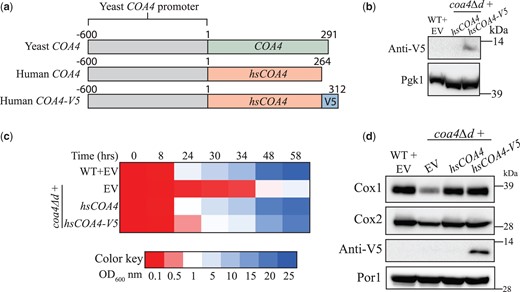 The function of Coa4 is evolutionarily conserved. a) A schematic representation of yeast COA4, human COA4, and human COA4-V5 along with the promoter used for their expression. b) SDS-PAGE/western blot analysis of the V5-tagged hsCOA4 levels in the indicated transformants. Cells were grown in YPGE at 30°C. Twenty microliters of the protein extracts from 2 × 108 cells were loaded per lane. Pgk1, a cytosolic protein, was used as a loading control. c) The indicated transformants were inoculated in YPGE at a starting OD600nm of 0.1 and were grown at 30°C. The growth was monitored by measuring the absorbance at 600 nm. d) SDS-PAGE/western blot analysis of Cox1, Cox2, and V5-tagged hsCOA4 levels in mitochondria isolated from the indicated transformants. Cells were grown in YPGE at 30°C to log phase before mitochondrial isolation and 80 µg of mitochondrial protein extracts were loaded per lane. All data are representatives of 3 biological replicates. EV, empty vector.