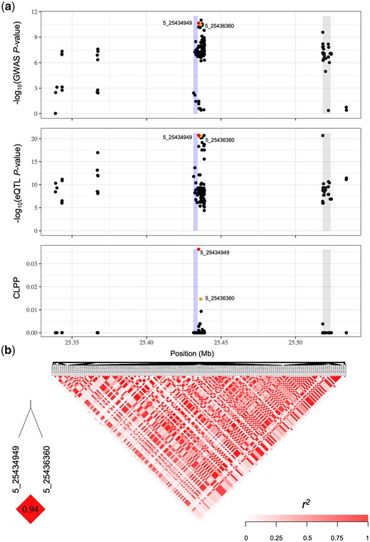 GWAS, eQTL, and eCAVIAR results at por2 for δT. a) Three local Manhattan plots (±100 kb) showing the GWAS, eQTL, and eCAVIAR results at por2 for δT. Each point represents a SNP with its −log10P-value (y-axis) from a mixed linear model analysis in GWAS or eQTL, or the CLPP value from eCAVIAR, plotted as a function of physical position (Mb, B73 RefGen_v4) on chromosome 5 (x-axis). The blue rectangle represents the physical position of por2. The gray rectangle represents the physical position of a second gene (Zm00001d013940, nucleolar complex protein 2 homolog) within the interval. The red dot represents the SNP with the highest CLPP value, and the orange dot represents the other SNP with a CLPP value passing the ≥0.01 threshold. b) Pairwise LD (r2) of all SNPs included in (a), with the LD between SNPs with CLPP values ≥0.01 indicated in the bottom left.