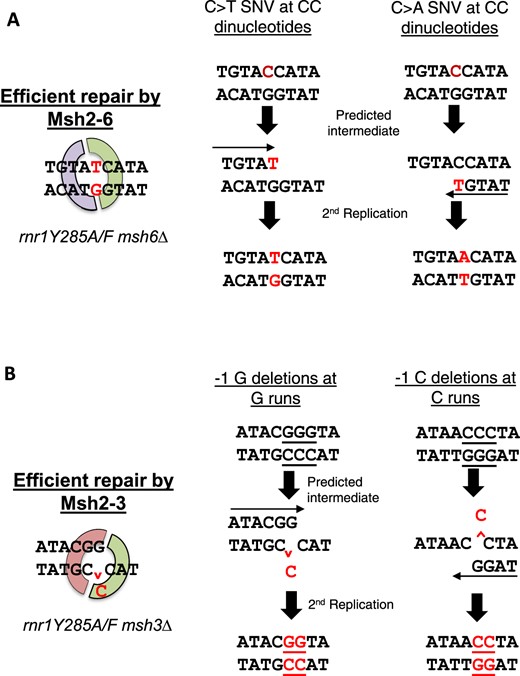 Mechanisms of mutagenesis for the incorporation of errors specific to either Msh2-Msh6 or Msh2-Msh3 repair. The mutated base of interest is represented in red. a) Two examples of sequence context surrounding CC dinucleotides from Fig. 6b, where mis-insertion is due to the nucleotide in excess in rnr1Y285F/A backgrounds. These errors are efficiently repaired by Msh2-Msh6. This specificity becomes apparent when msh6Δ is paired with rnr1Y285F/A alleles. b) Two examples of sequence context from Fig. 7, a and d, where misalignment events occur due to the severely limiting amount of dGTP in rnr1Y285F/A genetic backgrounds. The run where the deletion occurred is underlined. These single-base G/C deletions are efficiently repaired by Msh2-Msh3, but not Msh2-Msh6, a previously unidentified specificity of the repair complex.