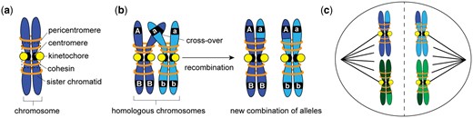 a) After replication, a chromosome consists of two sister chromatids held together by cohesin proteins. The centromere is bound by a protein structure called a kinetochore. In this study, Kuhl et al. investigated the ability of kinetochore proteins to suppress recombination; typically recombination is suppressed in the pericentromere, the chromatin region surround the centromere. b) In meiosis, homologous chromosomes pair and create crossovers. When crossovers between homologous chromosomes are resolved, segments of chromosomes are exchanged, and new genetic combinations are produced. The original haplotypes of the homologous chromosomes are AB and ab, but after recombination occurs at the cross-over location, two new combinations of alleles are created, Ab and aB. c) Crossovers hold pairs of homologous chromosomes together until they are separated in meiosis I by the action of the spindle, a microtubule-based machinery. The diagram here depicts the chromosome separation in meiosis I. In meiosis II, cohesin is degraded and sister chromatids are separated, resulting in haploid cells.