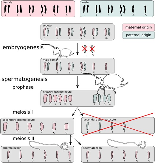 Scheme of the globular springtail PGE model. Male springtail zygotes are initially diploid for all chromosomes. One copy of chromosomes X1 and X2 is excluded during early embryogenesis. Adult males then generate a half of their secondary spermatocytes with the remaining X chromosomes, and a half without X1 and X2 that degenerates immediately. The scheme and cartoonized shapes of chromosomes are based on (Dallai et al. 2000). Note the spermatozoon “tail” is not a flagellum, as flagella are densely coiled (see Dallai et al. 2009) for details). The chromosome movements are well documented (Dallai et al. 2000), but the PGE model (the parent-of-origin coloration) is hypothetical, and tested in this study.