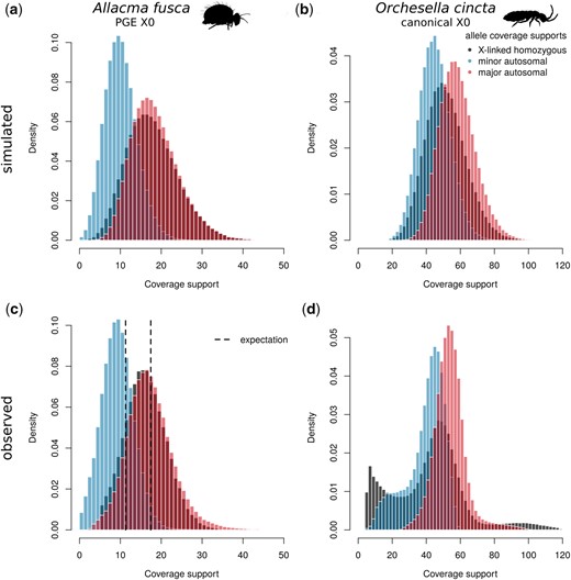 Decomposed heterozygous allele coverage supports. Coverage supports of the 2 alleles of heterozygous sites are decomposed to those with higher coverage (“major,” in red) and lower coverage (“minor,” in blue). These are compared to coverage supports of homozygous X-linked variants. Panels A and B are simulated allele coverages for a PGE X0 system and non-PGE X0 system using negative binomial with means corresponding to means of empirical data and size parameter 15. In PGE species (A), major alleles are almost all maternal alleles and show similar coverage distributions to homozygous X-linked alleles (maternal haploid). In canonical X0 system (B), the decomposition also leads to bimodal distribution, however, the X-linked allele has an intermediate coverage peak in between of the 2 autosomal distributions. The observed coverage distributions in A. fusca (C) strongly support the PGE model. The major allele coverage distribution closely resembles the distribution of homozygous X-linked alleles as well as matching the expected coverage calculated from the 1n coverage shift (Fig. 3). In contrast, O. cincta (D), a species with regular meiosis and X0 sex determination, shows patterns consistent with the expected properties of canonical sexual X0 sex determination species with X-linked coverage support intermediate of the decomposed autosomal coverage supports.