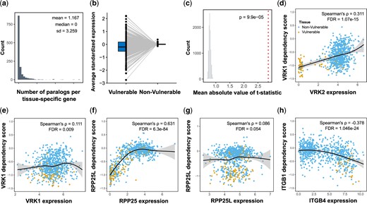 Analysis of paralogs expression suggests FR and codependency mechanisms for tissue-specific genes. a) Histogram showing the number of paralogs per each tissue-specific gene. b) The average standardized expression of tissue-specific genes paralogs in vulnerable and nonvulnerable tissues. c) The observed mean absolute t-statistic (dashed red line) was calculated for differences in paralog expression between the vulnerable and nonvulnerable tissues. The histogram shows the distribution of the expected values under the null based on 10,000 permutations. d–g) Demonstration of FR. d, e) The dependency of VRK1, a tissue-specific gene in the central and peripheral nervous systems, is correlated mainly with (E) the expression of its paralog, VRK2, (d) relative to the expression of VRK1 itself. f, g) The dependency of RPP25L, an tissue-specific gene in the central nervous systems, soft tissues, and lymphocytes, is significantly correlated (g) with the expression of its paralog, RPP26, but not (F) with the expression of RPP25L itself. h) Demonstration of FC. ITGB1 is a tissue-specific gene in the upper aerodigestive that is more essential in cells with high expression of its paralog, ITGB4. All P-values presented in the figures are adjusted for multiple tests by the Benjamini and Hochberg FDR procedure. The yellow dots (d–h plots) represent cell lines that belong to the vulnerable tissues, and the blue dots are for cell lines in the nonvulnerable tissues. In d–h, LOESS curves and 95% confidence intervals are shown alongside Spearman’s ρ and the FDR value.