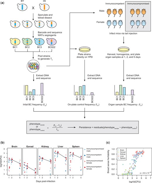 Experimental infections of mice using a pool of barcoded, haploid segregants. a) The workflow and general design of the experiment. Haploid BY and 3S strains were crossed, the resulting diploid was sporulated, and tetrads were dissected to generate a panel of 822 recombinant haploid progeny. These strains were then barcoded with unique 20-mer nucleotide sequences (barcodes) and pooled together (T0). The initial pool generated at T0 was used to infect mice by tail vein injection and simultaneously plated in triplicate onto control plates containing rich medium. At 3 time points postinfection, organ samples were also collected from infected mice and plated. After 2 days of growth, DNA was extracted from the yeast and sequenced to measure relative barcode abundance of each strain. DNA was also extracted from the T0 sample to measure barcode frequencies in the initial pool. For each strain, the change in normalized barcode frequency relative to T0 after correcting for on-plate growth was used to calculate persistence. b) CFU recovered from each organ sample across time points. Each panel shows the samples from a different organ. Color of each point corresponds to the sex and immunological state of the mouse from which the sample was recovered. Mean log10(CFU) over time is shown as a black line. c) Broad-sense heritability (H2) of each organ sample as a function of the CFU recovered from that sample. The color of each sample corresponds to organ type.