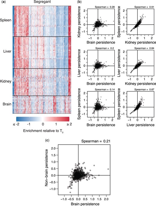 Organ type is the main driver of variation in persistence across samples. a) Heatmap showing persistence of strains (x-axis) across organ samples (y-axis). Samples are clustered by organ type and segregants. b) All pairwise comparisons of segregant persistence phenotypes between organs. Here, each segregant phenotype in an organ represents its average measurement across all samples with heritable differences in persistence. c) Comparison of segregants’ aggregate phenotypes in the brain and nonbrain samples.