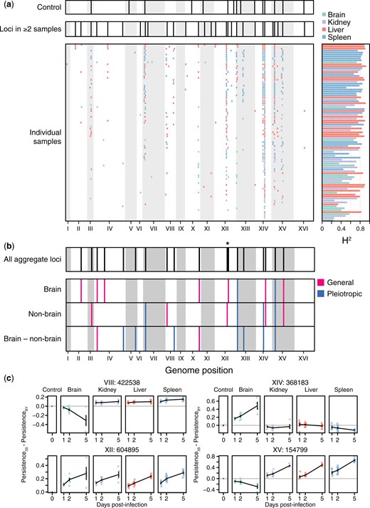 Identification of loci associated with persistence in the host in organ samples. a) Consolidated loci in the plate controls (top), consolidated loci across all organ samples (middle), and individual loci detected in each organ sample (bottom) shown in descending order from greatest to least number of loci detected. Corresponding broad-sense heritability (H2) measurements for each sample are shown to the right of each individual sample. Samples are colored by organ type. b) Loci detected in genome-wide scans using aggregate data across samples (top), followed by loci detected using mean segregant phenotypes in brain and nonbrain samples, as well as the difference in mean phenotype between brain and nonbrain samples (bottom). Pink loci have effects of the same sign in both brain and nonbrain samples, even if the effect was only significant in the brain or nonbrain samples (general). Blue loci have effects with opposite signs in brain and nonbrain samples (pleiotropic). * indicates 2 linked, but distinguishable, loci on chromosome XII. c) The effects of loci detected in whole-genome scans using aggregate data are shown. Effects were calculated as the mean persistence of strains with the 3S allele at the focal locus minus the mean persistence of strains with the BY allele after correction for on-plate growth. The effect of each locus after correcting for on-plate growth is also shown.