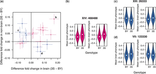 Identified loci show a mixture of general effects and antagonistic pleiotropy. a) The effect sizes of loci detected using aggregate phenotype data in the brain and nonbrain organs are shown on the x- and y-axes, respectively. Positive effect sizes mean that strains carrying the 3S allele were enriched in the samples while negative values mean that strains carrying the BY allele were enriched. Loci are colored by whether the same allele is beneficial in both brain and nonbrain samples (pink; general effects) or not (blue; antagonistic pleiotropy). Specific examples highlighted in panels (b)–(d). b) A locus with a general effect on persistence within the host. Brain (left) and nonbrain (right) phenotypes are plotted as a function of strain genotype at this locus. Positional information for the locus is denoted by bold text above the example. c) An antagonistically pleiotropic locus at which the BY allele is beneficial in the brain (left) and detrimental in other organs (right). d) An antagonistically pleiotropic locus at which the 3S allele is beneficial in the brain (left) and detrimental in other organs (right).