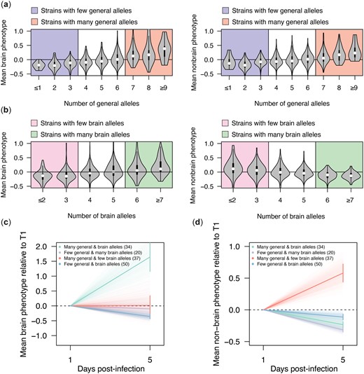General and antagonistically pleiotropic loci collectively influence strain persistence in the host. a) Violin plots showing the mean strain phenotypes in the brain samples (left) and nonbrain samples (right) as a function of the number of generally beneficial alleles present in a segregant. Thresholds for strains considered to have a high or low number of general persistence alleles are represented by colored backgrounds. b) Violin plots showing the mean strain phenotypes in the brain (left) and nonbrain samples (right) as a function of the number of antagonistically pleiotropic brain alleles present in a strain. Thresholds for strains considered to have a higher or low number of alleles favoring persistence in the brain over other organs are represented by colored backgrounds. c) Plot showing mean change in enrichment in the brain samples over time relative to T1 measurements (bold lines) for strains that have a high or low number of generally beneficial alleles as well as a high or low number of alleles favoring persistence in the brain over other organs (according to thresholding in panels a and b). Error bars show the standard error about the mean enrichment of strains at 5 days postinfection. Faint lines show the enrichment over time of bootstrapped data (1,000 replicates). d) Plot showing mean enrichment in the nonbrain samples over time relative to day 1 measurements (bold lines) for strains that have a high or low number of generally beneficial alleles as well as a high or low number of alleles favoring persistence in the brain over other organs (according to thresholding in panels a and b). Error bars show the standard error about the mean enrichment of strains at 5 days postinfection. Faint lines show the enrichment over time of bootstrapped data (1,000 replicates).