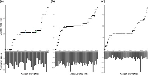 Vast recombination deserts in Ae. aegypti contain thousands of genes. a–c) Chromosomes 1, 2, and 3, respectively. The X-axis is the chromosome position. The top panels are genetic distances measured in centimorgan. The lower panels are the number of protein-coding genes in the corresponding 10-Mb window. LRRs in Ae. aegypti were previously shown in all 3 chromosomes by mapping the genetic cross data (Juneja et al. 2014) to an earlier version of the assembly (Dudchenko et al. 2017; Fontaine et al. 2017). The top panels remapped the same genetic cross data to the most recent AaegL5 PacBio-based assembly (Matthews et al. 2018). On chromosome 1, the positions of the male-determining locus (M) and a GFP-expressing transgene named P10 (P, green dot, 224 Mb, Supplementary Figs. 1 and 2) are indicated. M and P showed a genetic distance of 1.02–1.55 cM according to 2 screens of 1,353 and 3,145 progenies, respectively (Table 1).