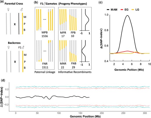 MAM identified the location of the P10 transgene. a) The parental and backcrosses that yield the F2 progeny (b) used for MAM. In this example, P (the P10 GFP transgene insertion) is the gene to be mapped. Two flanking markers, the dominant male-determining locus M and a wild-type black-eye allele B (or +), are used to assist the mapping of P. The corresponding alleles m and re on the homologous chromosome are not shown. M/m individuals are males and m/m individuals are females. B/re (or +/re) individuals are black eyed and re/re individuals are red eyed. The genotype of the females in both the parental and the backcross is m/m, N/N (negative for the transgene insertion), and re/re. The genotype of the F1 male is M/m, P/N, and B/re (or +/re) and only the dominant alleles are shown for simplicity. b) Identifying the informative recombinants in the progenies of the backcross: the phenotype of the F2 progeny, which is solely determined by the genotype of the gamete of the F1 male, is used for MAM. The presence of the easily scorable markers (sex and eye color) flanking the gene of interest P enables the identification of the vast number of noninformative F2 progenies, which maintain the parental linkage: MPB, males (M) that are positive for GFP (P) and black eyed (B); or FNR, females (m) that are negative for GFP (N) and red eyed (re). Thus, we are able to exclude the noninformative progeny and focus on the informative recombinants MPR, FBP, MNR, and FNB. The numbers below each genotype/phenotype are the actual numbers of individuals identified from the backcross. More than 3,000 (1,556 + 1,511 = 3,067) noninformative individuals are excluded from the MAM analysis. The number of individuals sequenced is indicated in materials and methods. c) Expected Δ(SNP index) values differ under 3 sampling scenarios: (1) MAM, only the informative F2 progeny (P and N progeny showing recombination between markers M and B) are genotyped; (2) extreme genotyping (EG), thousands of P and N progeny are genotyped; and (3) limited genotyping (LG), a limited sample of the P and N progeny is genotyped. As shown in (d), Δ(SNP index) is the signal used for mapping. The recombination rate between M and B is approximately 2.5% in the current example. Thus, genotyping 1,000 P and 1,000 N progeny will likely only include 25 informative P and 25 informative N progeny having recombination between the flanking markers, severely limiting both the signal-to-noise ratio and the resolution of the mapping result. The position of the “peak” in LG could also be misleading due to limited sampling. d) MAM identifies the location of the P10 transgene insertion. The tricube‐smoothed Δ(SNP index) is shown in 1-Mb sliding windows. The Δ(SNP index) value is calculated by comparing all informative P10 positive recombinants (MPR and FPB) with all informative P10 negative recombinants (FNB and MNR). The corresponding 2-sided confidence intervals are shown as red (90%) or blue (95%) lines. X-axis is the genomic position on the homomorphic sex chromosome 1. The confidence intervals were estimated using 10,000 replicate simulations for all SNP positions with the given read depths. Positions from 223,288,153 to 226,114,389 exceed 95% confidence and the left and right inflection points of this peak are 223,412,798–225,833,455, respectively.
