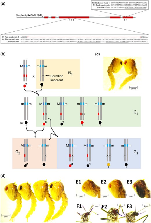Cardinal is the causal gene that underlies the spontaneous re mutation. a) Illustration of the cardinal gene and the relative positions of the 5 sgRNAs. A 1-bp deletion (in red) in red-eyed G1 male #1 and a 99-bp deletion (in red) in red-eyed G1 male #3 are also shown. The 1-bp deletion was found in the other sequenced red-eyed G1 individuals (male #1, 5, 6, and 7). None of the deletions was found in black-eyed G1 individuals. The sgRNA sequences near the deletion sites are underlined. b) Design for germline knockout of cardinal (G1) and the crossing scheme used to generate homozygous cardinal knockout (G3). The wild-type (+) ere color allele is not shown and the re allele is indicated as a red box. c) G1 black-eye (left) and red-eye (right) phenotypes. Four red-eyed G1 females and 7 red-eyed G1 males were identified among approximately 500 black-eyed G1 progeny. Sequence confirmation of the knockout is shown in (a). d) Four phenotypes observed in the G3 progeny shown in (b). From left to right: red-eyed male, black-eyed male, yellow-eyed female, black-eyed female. The G1 red-eye male has the 99-bp deletion (G1 red-eye male #3). (e) The eyes in the G3 yellow-eyed female pupa turn red over the course of pupal development. E1–3: 1-, 2-, and 3-day-old pupae. To highlight the eye phenotype, the contrast was adjusted to 20% and the brightness was adjusted to 20% (for E1–2) and 40% (E3). F) One-day-old G3 adult eye phenotypes of the red-eyed male (F1), yellow-turn-red-eyed female (F2), and black-eyed female (F3). To highlight the eye phenotypes, the contrast of images was adjusted to 25% and the brightness to 25% (F1–2) and 50% (F3). All unmodified photos are found in the Supplementary File.