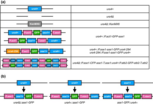 Graphical representation of representative alleles and their corresponding nomenclature. a) Alleles present in the ura4 locus and their corresponding names. In order: (1) The wild-type locus; (2) A deletion of the ORF without replacement (e.g. scar-free CRISPR-Cas9); (3) A deletion allele in which the ura4 locus was replaced by a KanMX6 cassette. Note that the deletion allele ura4Δ is used both to indicate the locus of insertion and the fact that the ura4 ORF is missing; (4) This allele name can represent the insertion of P.act1-GFP-ase1 at either side of the ura4 locus since the transcription orientation is not captured in the allele name; (5) For the same reason, a construct containing 2 flanking ura4 alleles can have 2 synonymous names when inserted in the ura4 locus; (6) Allele names should capture the insertion locus and the relative position of features, rather than how alleles were generated or their genetic meaning. Therefore, in a case where an allele of the insertion locus (ura4+ allele in the image) is in the middle of the construct, we use ura4Δ:: to indicate the insertion locus, followed by the construct name, including the ura4+ allele. b) Special cases in which an allele name contains 2 gene symbols (ase1 and ura4), and one of them is also the locus of insertion. The wild type locus is shown on top, and the resulting alleles and their names at the bottom: (left) If inserted in the ura4 locus replacing the ura4 ORF, the allele name starts with “ura4Δ::”; (center) If inserted in the ura4 locus keeping the ura4 ORF, the allele name starts with “ura4+::”; (right) If inserted in the ase1 locus, the allele name starts with “ase1-GFP::”.