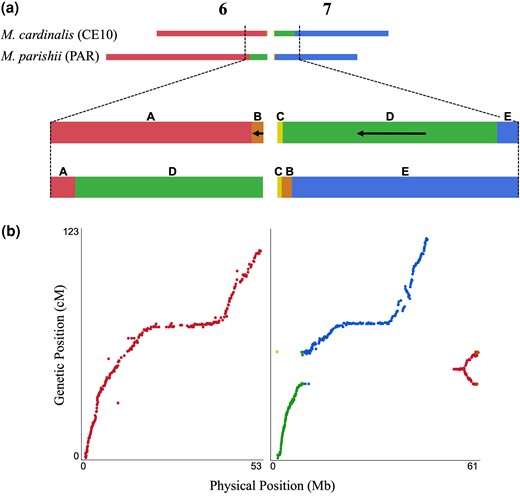 Mimulus cardinalis (CE10) and M. parishii (PAR) exhibit a reciprocal translocation between Chromosomes (Chr) 6 and 7. a) Schematic showing the affected chromosomes and regions with the CE10 order labeled A to E from left to right: a distal region of Chr 6 in PAR has moved to Chr 7 in CE10 (segment D) and a smaller region of Chr 7 in PAR has moved to the end of Chr 6 in CE10 (segment B). Black arrows indicate blocks where the CE10 order is inverted relative to the ancestral PAR order. Genome coordinates for the blocks are given in Table S1. b) Plot of physical position (Mb, CE10g_v2.0) by genetic position for RIL linkage groups (LGs) 6 and 6&7. SNP markers (dots) are colored by the locations defined in (a). RIL LG6 includes only markers from the collinear region of Chr 6. RIL LG6&7 includes all markers from the translocated regions, but the genetic order reflects multiple distinct linkages associated with the divergent parental chromosomes (e.g., markers near the translocation breakpoint at ∼60 Mb in CE10 are tightly linked to markers in all other segments).