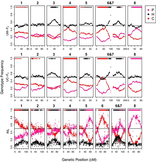 Genotype frequencies across each linkage group in the F2 and RIL populations. Red dots indicate homozygous M. cardinalis, pink is homozygous M. parishii, and black is heterozygous. The bars at the top of each plot indicate regions with significant transmission ratio distortion by Χ2 tests at α= 0.01 (thin lines, critical value = 6.635) and at a more stringent, Bonferonni-corrected level (thick lines, F2 critical value = 16.442, RIL critical value = 18.217).
