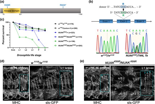 A kinase-dead mutation in NUAK causes early lethality. a) Schematic of the D. melanogaster NUAK protein isoform PD showing the conserved kinase domain spanning AA 70-321. The location of the K99R and R829* alleles are shown. b) Sequence verification of the K→R change at residue 99 in NUAKK99R/+ flies. The top panel shows WT and donor sequences. Sanger sequencing chromatogram of WT or NUAKK99R/+ flies verify the desired nucleotide change. c) Lethal phase of NUAK mutants. Either WT or NUAK heterozygous controls largely survive until adulthood. Homozygous NUAKR829*/NUAKR829* individuals are lethal at the pupal stage, while more than 50% of the NUAKK99R/NUAKK99R mutants die at the embryo/L1 transition. Drosophila life cycle stage abbreviations—Emb, Embryo; L1, first larval stage; L2, second larval stage; L3, third larval stage; P, pupal stage; A, adult. d and e) Stage 16 embryos stained with anti-MHC (left panel) or L1 muscles marked with sls-GFP (right panel). The third set of lateral transverse muscles is enlarged in each panel (inset). d) Three hemisegments of the WT embryonic musculature adopt a stereotypical organization. This muscle pattern is preserved in L1 muscles and sarcomeres are marked by sls-GFP labeled Z-discs. e) Embryos homozygous mutant for the NUAKK99R allele exhibits an overall normal muscle pattern, although some muscles appear thinner (*). This thinning phenotype is exacerbated in L1 muscles. Emb scale bar, 20 µm. L1 scale bar, 50 µm.