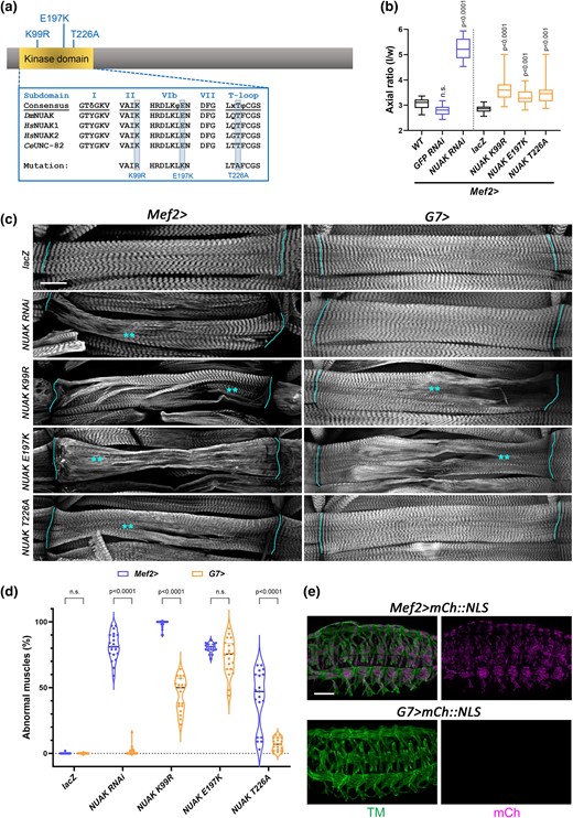 Kinase activity is essential to maintain the architecture of contractile muscles. a) Schematic of the NUAK protein showing the location of UAS-based kinase domain mutations. b) Box and whisker plot quantifying the relative amount of muscle contraction at the L3 to pupal transition. Control pupae (WT, Mef2 > GFP RNAi, or Mef2 > lacZ) exhibit a standard axial (length to width) ratio consistent with normal muscle contraction. RNAi knockdown of NUAK or expression of individual kinase domain mutations (K99R, E197K, or T226A) in a WT background under control of the Mef2 promoter significantly impairs muscle contraction, resulting in increased axial ratios. N ≥ 20 for each genotype. c) Representative maximum intensity projections of L3 larval muscles stained with phalloidin to visualize F-actin. UAS-based constructs expressing either NUAK RNAi or NUAK kinase domain mutations with Mef2-Gal4 or G7-Gal4. Lines indicate muscle attachment sites and asterisks are located next to regions that show abnormal F-actin morphology. Scale bar, 25 µm. d) Violin plot with individual data points showing the percentage of muscles in panel C exhibiting abnormal muscle morphology. e) Maximum intensity projections of Mef2 > mCh::NLS (top panels) or G7 > mCh::NLS (bottom panels) embryos stained with anti-Tropomyosin (TM) confirm that the G7 promoter is not expressed during embryogenesis. Scale bar, 50 µm.