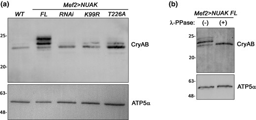 NUAK promotes CryAB phosphorylation. a) Western blot showing the migration pattern of CryAB bands in the indicated genotypes. Overexpression of NUAK FL results in higher migrating forms of CryAB. Knockdown of NUAK protein using RNAi or dominant expression of NUAK K99R or NUAK T226A reduces the amount of slower migrating CryAB bands. b) The multiple bands observed upon Mef2 > NUAK FL expression collapse into a single band upon λ-PPase treatment. ATP5α is used as a loading control.