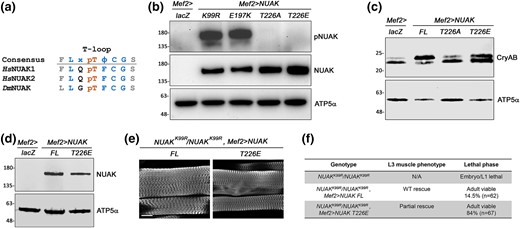 Phospho-mimetic NUAK T226E rescues NUAKK99R/NUAKK99R mutant phenotypes. a) Location of the pT residue in the conserved T-loop region of HsNUAK1/ARK5, HsNUAK2/SNARK, and DsNUAK. b) Confirmation of the T226A or T226E mutation by Western blotting. The pNUAK Ab, raised against HsNUAK1, recognizes overexpressed NUAK K99R and NUAK E197K, but not mutation of the T226 residue. c) Phospho-mimetic T226E is sufficient for CryAB phosphorylation and T226A reduced this modification. NUAK FL was used as a positive control. (d-f) Rescue of NUAKK99R/NUAKK99R mutants at 25°C with muscle expression of NUAK FL or NUAK T226E. d) Western blotting confirms the expression of NUAK FL or NUAK T226E. ATP5α is used as a loading control. e) L3 larval muscles stained for F-actin have largely WT sarcomeres. Scale bar, 50 µm. f) Table summarizes lethality and muscle phenotype.