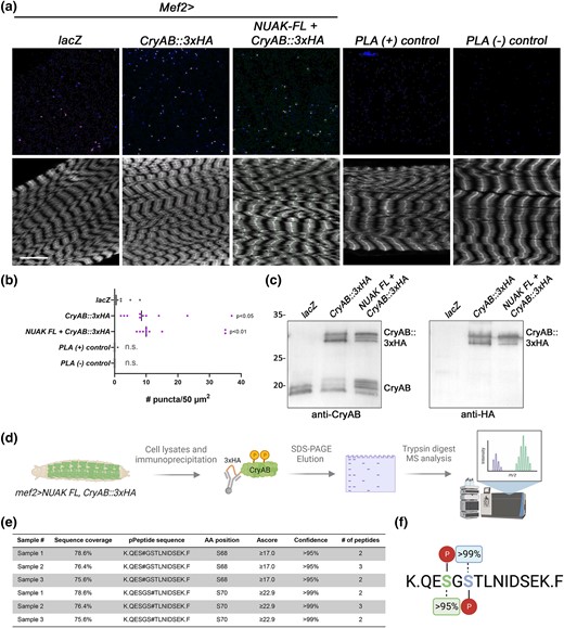 Determination of phosphorylation sites on CryAB isolated from muscle. a and b) Either endogenous or overexpressed NUAK can form a complex with CryAB as assayed by PLA experiments. a) Maximum intensity projections of L3 muscle tissue (F-actin, lower panels) to visualize the NUAK-CryAB complex (top panels). Scale bar, 25 µm. b) Scatter plot showing an increase in the number of PLA(+) puncta/50 µm2 for tagged CryAB with and without NUAK compared to Mef2 > lacZ or PLA controls. One-way ANOVA was performed and the indicated P-values are in comparison to lacZ. N = 10. c) Western blots confirm that the 3xHA-tagged version of CryAB is phosphorylated in muscle tissue. Bands corresponding to phosphorylated CryAB can be visualized with either anti-CryAB (left panel) or anti-HA (right panel) upon expression of Mef2 > CryAB::3xHA alone or with NUAK FL expression. d) Strategy depicting expression and isolation of CryAB for phosphorylation site identification by MS. e) Table with a summary of phospho-MS experiments. Three independent biological replicates were analyzed with total peptide coverage of CryAB ranging from 75.6–78.6%. Serines corresponding to amino acid residues 68 and 70 were both found to be phosphorylated with confidence values >95%. f) Summary of CryAB phosphosites.