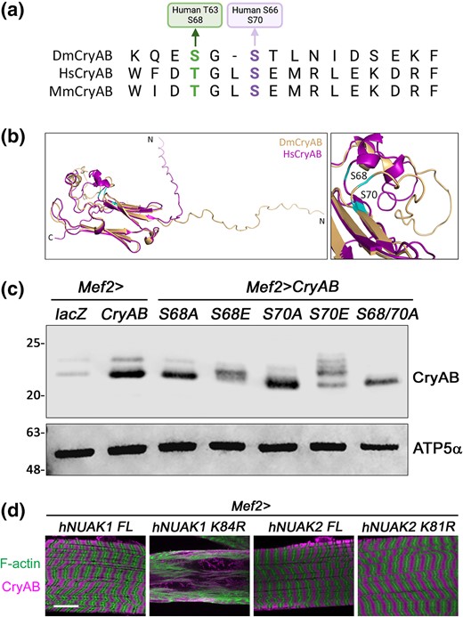 Functional confirmation of CryAB phosphosites. a) Alignment of CryAB sequences from D. melanogaster (Dm), human (Hs), or mouse (Mm) showing conservation of the S and T residues that are modified in D. melanogaster CryAB. b) An overlay of the ribbon diagrams for DmCryAB and HsCryAB. The location of S68 and S70 are shown. c) Western blot for CryAB protein upon mutation of S68 and/or S70. No phosphorylation is observed in the S68/S70A double mutation. ATP5α is used as a loading control. d) L3 muscles stained for F-actin or anti-CryAB. Overexpression of kinase-dead hNUAK1 (Mef2 > hNUAK1 K84R), but not hNUAK2 (Mef2 > hNUAK2 K81R), disrupts muscle morphology and causes CryAB accumulation. Scale bar, 25 µm.