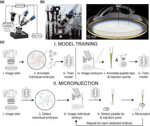 Robot hardware and operation: a, b) (i) DSLR camera, (ii) microinjector controller, (iii) inclined microscopes, and (iv) XYZ stage. c) Automated microinjection procedure for Drosophila and zebrafish. (I, i) Macroscale imaging of the agar plate using the DSLR camera, (I, ii) annotating all individual embryos from macroscale image, (I, iii) training a model using the annotated data, (I, iv) imaging embryos and micropipette tip using the inclined microscopes, (I, v) annotating images acquired from the inclined microscope, and (I, vi) train a model using the annotated data. (II, i) Macroscale imaging of the agar plate using the DSLR camera, (II, ii) using the trained model for the agar plate to detect individual embryos, (II, iii) imaging current embryo and micropipette tip using the inclined microscopes, (II, iv) using the trained model on data acquired by the inclined microscopes, detecting the micropipette tip and microinjection point on the embryo, (II, v) microinjecting the embryo with a solution in the micropipette.
