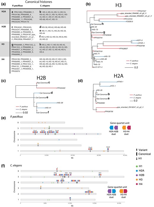 Comparison of P. pacificus and C. elegans histones. a) Table of P. pacificus and C. elegans canonical histones. P. pacificus gene names ending with an underscore and number were manually reannotated (Supplementary File 5) b–d) H2A, H2B, and H3 phylogenies generated using maximum likelihood from aligned histone amino acid sequences and midpoint rooted. Branch length reflects the average number of amino acid substitutions per site. Canonical histones indicated with a lowercase letter, corresponding with the table in a). Note: Pristionchus pacificus H4 contains one variant not shown, PPA06989_1 e, f) Histone chromosomal positions. Asterisk (*) indicates cases where a variant is RD (containing a 3′ UTR hairpin associated with replication dependency) or a canonical gene is not RD (not containing a 3′ UTR hairpin). C. elegans clusters and names as described elsewhere (Roberts et al. 1987, 1989; Pettitt et al. 2002).