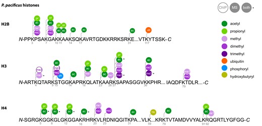 Pristionchus pacificus histone PTMs. Summary of all PTMs detected in histones extracted from adult P. pacificus pellets 72 h postsynchronization. PTMs were detected with LC-MS/MS (PEP score <0.01; this study), ChIP-seq (Werner et al. 2018, 2023), or both.