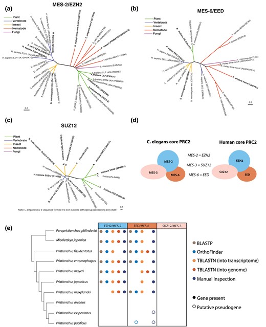 The PRC2 methyltransferase is not conserved in Pristionchus. a–c) MES-2/EZH2, MES-6/EED, and SUZ12 orthogroups were generated using the pipeline illustrated in Fig. 1 (C. elegans MES-3 formed an isolated orthogroup containing only itself). UniProt accession numbers are listed in parentheses. For any nearly identical UniProt entries for the same protein (reflecting either separate protein isoforms or database redundancy), the primary (verified) UniProt entry is in bold. d) Schematic of human and C. elegans PRC2 orthologs. e) Identification of PRC2 component orthologs in the Pristionchus phylogeny via BLASTP (e < 10E-29); Orthology clustering via OrthoFinder of the 10 listed nematodes, C. elegans, and H. sapiens; TBLASTN into the transcriptome (e < 10E-29); TBLASTN into the genome (e < 10E-5); and (in cases where the genomic loci of interest could be identified), manual inspection of mapped RNA-seq reads.