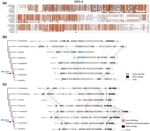 Pristionchus mes-2 and mes-6 deletion and pseudogenization. a) Protein sequence alignment of MES-6 orthologs in Pristionchus nematodes, showing that the P. exspectatus ortholog contains many stop codons (*) and additionally departs from the consensus, and the P. pacificus ortholog is truncated. b, c) Synteny analysis of the genomic region surrounding mes-2 and mes-6 in Pristionchus nematodes. Genes are grouped according to orthogroup membership.