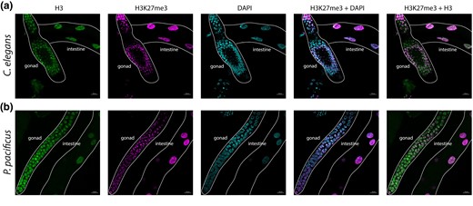 Pristionchus pacificus contains H3K27me3 in both the soma and the gonad. Immunofluorescence staining of dissected (a) C. elegans and (b) P. pacificus gonad and intestine. n = 4 for P. pacificus and 2 for C. elegans. See methods for details.