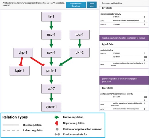 Example of a C. elegans genetic pathway at the Alliance. This pathway diagram for PMK-1 signaling is generated automatically from a curated GO-CAM pathway. In this example, only direct positive and negative regulation occur, but the underlying model can handle indirect inputs as well as biochemical pathways using chemicals as reaction inputs and outputs. The rectangles on the right side show the standard GO annotations associated with the GO-CAM, including molecular function, cell component, and biological processes.