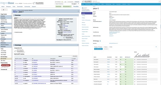 Comparison of WormBase and Alliance gene pages. Shown is pezo-1 with the WormBase view on the left and Alliance view on the right.