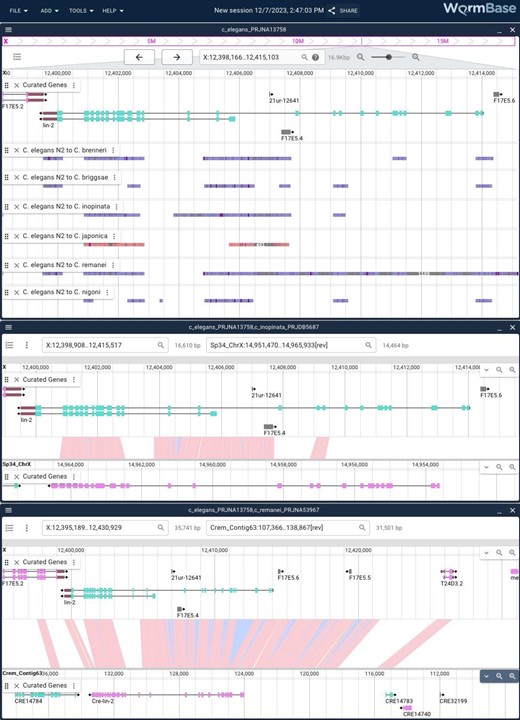 Linear genome and synteny views in JBrowse 2. JBrowse 2 showing multiple views: the top panel is a linear genome view showing the region around the C. elegans lin-2 gene with multiple synteny tracks showing the sequence similarity as determined by minimap2 analysis between the N2 assembly and the assemblies of multiple related genomes. The middle panel is the result of right clicking one of the regions showing synteny between C. elegans and Caenorhabditis inopinata and zooming out slightly to show the entire lin-2 in both assemblies. The lower panel is the same but with the similar region in C. remanei.
