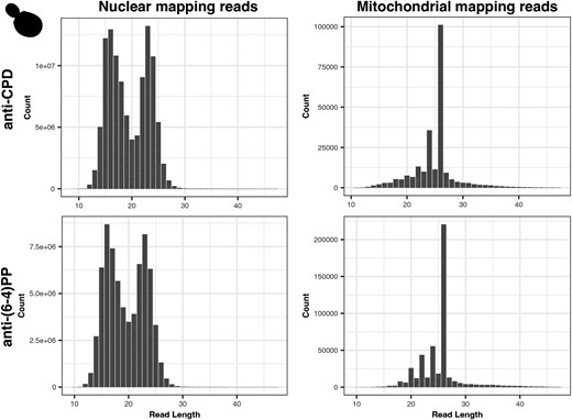 Read length distributions of nuclear and mitochondrial reads from anti-CPD and anti-(6-4)PP libraries from S. cerevisiae. These distributions exhibited a high degree of repeatability across samples and conditions. Pearson's correlation analyses reveal significant correlations between the anti-CPD and anti-(6-4)PP read length distributions (R = 0.9555, P = 1.6E-11) as well as between anti-CPD (5 vs 20 minutes; R = 0.9951, P = 2.2E-16) and anti-(6-4)PP (5 vs 20 minutes; R = 0.9765, P = 3.92E-14) timepoints.