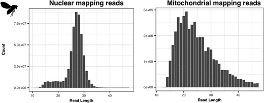 Read length distributions of nuclear and mitochondrial mapping reads from the d. melanogaster anti-CPD libraries.