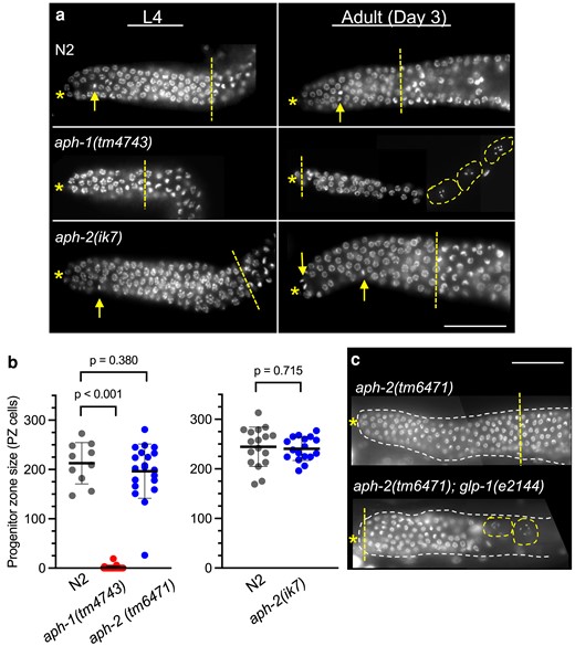 aph-2, but not aph-1, hermaphrodites maintain a GLP-1/Notch-dependent germline PZ in adulthood. a) Examples of dissected DAPI-stained gonads from staged hermaphrodites. The PZ contains undifferentiated germ cell nuclei between the distal end of the gonad (asterisk) and the distal side of the meiotic transition zone (straight dashed line) where leptotene nuclei are visible. Metaphase nuclei (arrow) are observed in the PZ. At the L4 stage (left), aph-2 and N2 have a robust PZ. In contrast, most aph-1 animals lack a PZ, and the remainder have a PZ that is reduced in size, as in the example shown here. Only N2 and aph-2 animals continue to maintain a PZ through adulthood (right). Adult aph-1 gonads lack a PZ and usually contain only oocytes (dashed outline) and spermatids; late-stage pachytene nuclei are sometimes observed, as in the example shown here. All mutant aph animals are M + Z−. Scale bar is 50 µm. b) The number of germ cells in the adult Day 1 PZ was measured in gonads dissected from N2 (left, n = 10; right, n = 17), aph-1(tm4743) (n = 29), aph-2(tm6471) (n = 20) or aph-2(ik7) (n = 17) (left and right experimental conditions differ slightly; see Materials and methods); mean (horizontal line) and SD (vertical line) are indicated. P-values are calculated from A Student's 2-tailed t-test, assuming unequal variances. c) PZ maintenance in aph-2-deficient adult gonads requires glp-1/Notch function. aph-2(tm6471) M + Z− hermaphrodites with glp-1(+) (top) or glp-1(e2144) (bottom) were shifted to restrictive temperature (25°C) after larval germline establishment (L4), and analyzed 48 h later; aph-2(tm6471); glp-1(+) animals maintain undifferentiated germ progenitor/stem cells, while aph-2(tm6471); glp-1(e2144) animals do not, and instead, the gonad contains germ cells in varying stages of meiotic development. A single distal gonad is shown (dashed outline) within the animal; labeling is as in (a).