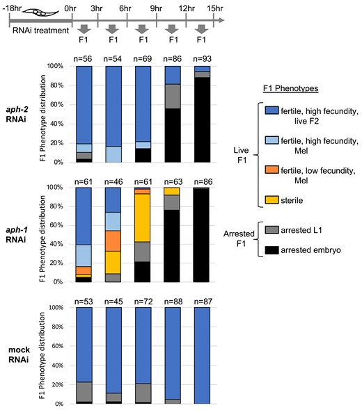 aph-1 RNAi treatment, but not aph-2 RNAi treatment, causes germline sterility among the progeny of treated hermaphrodites. Stacked bar graphs indicate the phenotypes observed among F1 progeny collected in successive 3-h windows after soaking young adult N2 hermaphrodites in dsRNA corresponding to aph-2 (top), aph-1 (middle), or buffer alone (bottom). Combined data from two independent trials (each with 6–8 treated hermaphrodites) are plotted; the total number of progeny analyzed in each time window is indicated above the bars. F1 animals were characterized according to six phenotypic categories shown at right. F1s that displayed low fecundity (<10 embryos, dark orange) or sterility (0 embryos, light orange) were observed among the progeny of aph-1(RNAi)-treated hermaphrodites, but not those of aph-2(RNAi)-treated hermaphrodites. Either aph-1 or aph-2 RNAi treatment ultimately leads to penetrant embryonic lethality (black) among progeny laid 12 h after treatment.