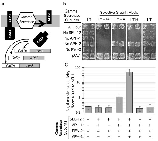 C. elegans γ secretase reconstituted in yeast reveals APH-2/nicastrin-independent enzymatic activity on GLP-1/Notch-like substrate. a) Schematic representation of γ secretase substrate and reporters used to assay γ secretase activity. The substrate is a fusion of the GLP-1/Notch TMD and yeast GAL4. GAL1p, Gal2p, and GAL7p are yeast promoters activated by GAL4. b) Growth assay for expression of HIS3 and ADE2 reporters. Strains were transformed with LEU2 and TRP1 marked plasmids carrying all four γ secretase subunits (SEL-12, APH-1, APH-2/nicastrin, and PEN-2) or only three of these, as indicated. pCL1 is a plasmid that encodes nonmembrane-tethered GAL4, which does not rely on γ secretase activity to access the nucleus. Duplicate patches represent independent transformants assayed in parallel. Growth is shown on four different growth media: −LT (first and last column): no selection for reporter expression; −LTH + AT (3-aminotriazole): highest stringency selection for greatest HIS3 reporter expression; −LTHA: low stringency selection for HIS3 and ADE2 reporter expression; −LTH: low stringency selection for HIS3 reporter expression. c) lacZ reporter expression was quantified by β-galactosidase assay of strains expressing the indicated γ secretase subunits. The average value for 5–10 biological replicates is plotted on log scale as a fraction of the activity measured in a pCL1-containing strain assayed in parallel; error bars represent standard deviation. Significant activity above background is detected in cells that coexpress sel-12, aph-1, and pen-2 (P = 0.0029) and activity is increased roughly 45-fold with the addition of aph-2/nicastrin (P < 0.0001). All other combinations are not significantly different from background (P > 0.25).