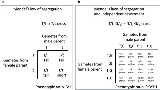 Punnett squares illustrating Mendel's laws of segregation and independent assortment. These Punnett squares show the genotypes of gametes produced by each heterozygous parent during meiosis (on the sides of the squares) and the genotypes and phenotypes of the offspring that result from the various unions of gametes (in the center of the squares). a, b) According to Mendel's law of segregation, the 2 alleles of a gene are segregated to different gametes during meiosis and then united at random, 1 from each parent, at fertilization. b) According to Mendel's law of independent assortment, when 2 genes are on different chromosomes (i.e. unlinked), they segregate independently. Only offspring phenotypes are shown. In these examples, T is the dominant allele that causes pea plants to be tall and G is the dominant allele that causes pea pods to be green.