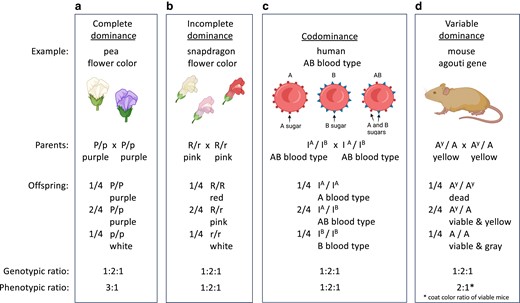Examples of complete dominance, incomplete dominance, codominance, and variable dominance. From crosses of heterozygous parents, all display a Mendelian genotypic ratio of 1:2:1 among offspring and show Mendelian inheritance. a) Complete dominance results in a 3:1 phenotypic ratio, as illustrated in Fig. 1a. b) Incomplete dominance, c) codominance, and d) variable dominance cause altered phenotypic ratios as a result of the action of the gene products in offspring.