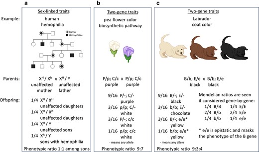 Examples of sex-linked traits and 2-gene traits. Both display Mendelian genotypic ratios and show Mendelian inheritance patterns. a) The sample pedigree shows the inheritance of hemophilia in humans (filled symbols). Because the mutant hemophilia allele h is recessive and resides on the X chromosome, the disease phenotype shows a sex bias. From the parents shown, sons (with only 1 X chromosome) have a 50:50 chance of being affected, while daughters (with 2 X chromosomes) will not be affected. b) Purple flower color in peas requires the synthesis of anthocyanin. In this example, the unlinked P gene and C gene function at different steps in the anthocyanin biosynthetic pathway. From crosses of heterozygous parents, the absence of either gene product (in p/p or c/c plants) results in white flowers in offspring and the unusual phenotypic ratio of 9 purple-flower : 7 white-flower plants. c) Labrador dog coat color is controlled by 2 unlinked genes: the E gene for the production of black pigment and the B gene for dense deposition of black pigment in dog hairs. From crosses of heterozygous parents, each gene displays a Mendelian genotypic ratio of 1:2:1 among offspring. However, the offspring display an unusual phenotypic ratio of 9 black : 3 chocolate : 4 yellow dogs as a result of the action of the E and B gene products and epistasis; among offspring, e/e is epistatic and masks the phenotype of the B gene.