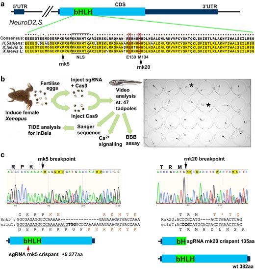 CRISPR/Cas9 editing of NeuroD2 in tadpoles. a) Schematic of the X. laevis NeuroD2.S gene, the homeolog NeuroD2.L is the same for all key aspects shown, including sgRNA binding sites. The NeuroD2 transcription factor is encoded by a single exon (CDS) and the bHLH DNA binding domain is indicated. Alignment of the bHLH domain between H. sapiens and X. laevis shows a high degree of conservation at protein level. Nuclear localization sequence (NLS) is indicated by a black box, and the conserved positions of the previously described de novo human variants E130Q and M134T that cause DEE72 (Sega et al. 2019) indicated by thin red boxes. The approximate sites of Cas9 cleavage sites of the sgRNA used in this study are indicated by arrows. b) Schematic of the experimental process. C-SC are indicated in two tadpoles (black asterisk). c) Example Sanger sequence traces with Cas9 breakpoints for both sgRNA indicated by black arrows. The most common outcomes for each guide are shown as sequence and protein schematics: rnk5 deletes 15 bp leading to a loss of 5 amino acids in the bHLH DNA binding domain, indicated by the red arrow. The NLS KKRKMTK is reformed around this deletion. Rnk20 sgRNA causes a 4 bp deletion which results in a premature STOP codon (orange asterisk) and a truncated protein lacking much of the DNA binding domain is predicted.