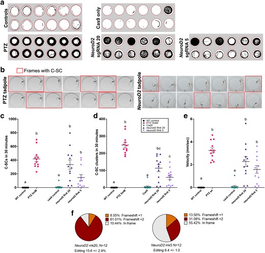CRISPR/Cas9 editing of NeuroD2 in tadpoles results in increased activity and C-SC of the tail. a) Tracks showing swimming trajectories of 12 individual tadpoles in wells of a 24-well plate (indicated by red circles), recorded over 30 minutes. b) 14 consecutive video frames from example tadpoles, each frame is 40 msec apart. Frames where the tadpole is undergoing a C-SC of the tail are outlined in red. Left: wild type tadpole treated with 5 mM PTZ to evoke acute C-SC; right: NeuroD2 CRISPant tadpole with spontaneous C-SC. c–e) Scatter plots of behavioral data from groups of 12 tadpoles, analysed from 30 minutes of video data at 25 frames per second. Kruskal–Wallis statistical analysis with Dunn's post hoc testing of all means. Treatment groups that share the same lower-case letter are not significantly different, legend in d applies to all graphs. c) Manually counted C-SC frames from 30 minute video recordings, d) Manually counted clusters of C-SC seizures e) Mean velocity (mm/sec). f) Summary of editing types detected by TIDE in the NeuroD2 CRISPant tadpoles used to generate these data. Raw count data and statistical analyses can be found in Supplementary File 1.