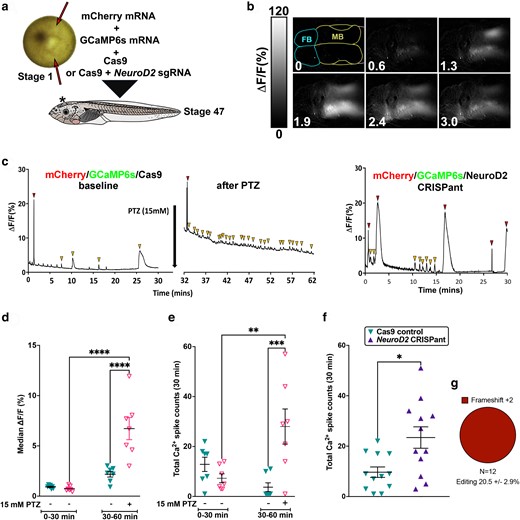 NeuroD2 CRISPant tadpoles show strong, prolongued, and widespread Ca2+ signals in the brain. a) Experimental design. Fertilized X. laevis embryos at the one cell stage were injected twice (red arrows) on either side of the female nucleus (light spot), avoiding the ventrally located sperm entry point (dark spot). mCherry mRNA was used to confirm injection, GCaMP6s mRNA encodes a Ca2+-sensing fusion protein that can detect action potentials, emitting strong fluorescence in the GFP channel signals (Li et al. 2022). Controls were only injected with Cas9 protein, and CRISPant embryos were injected with Cas9 with NeuroD2 sgRNA rnk20 loaded. Embryos were raised to stage 47. b) Example still frames taken every 0.64 minutes from a live NeuroD2 CRISPant tadpole brain (TILLvisION 4.0). GCaMP6 s fluorescence (lighter colour = higher intensity) can be seen across large regions of the brain. Scale bar indicates Ca2+ signal intensity (%). Forebrain (FB) hemispheres outlined in blue, midbrain (MB) in yellow, hindbrain in pink is mostly out of shot. Time in minutes is indicated in the bottom left. c) Examples of Ca2+ signals in the midbrain optic tectum (MFI across 30 minutes), in control, PTZ-induced wild type tadpoles and NeuroD2 CRISPants. Note that the PTZ-induced Ca2+ signals are relative to baseline activity (before PTZ application). Red arrowheads indicate large spikes and gold arrowheads small spikes. (d–f) Scatterplots showing individual tadpoles as triangles, horizontal bars are means and error bars show SEM. d) Median midbrain Ca2 + signals in two groups of N = 7 Cas9 control tadpoles. One group was exposed to 15 mM PTZ to induce seizure activity in the second recording time window (30–60 minutes). 2-way ANOVA, post hoc test of all means (uncorrected Fisher's LSD) ****P < 0.0001 e) Comparison of total (large and small) Ca2+ spikes in the same tadpoles and groups as in panel d, 2-way ANOVA, **P < 0.01, ***P < 0.001. f) Comparison of total Ca2+ spikes in Cas9 control tadpoles vs NeuroD2 CRISPants (N = 12) Mann–Whitney Test *P < 0.05). g) Summary of editing types detected by TIDE in the NeuroD2 CRISPant tadpoles used to generate these data. Trace data for all tadpoles in the study can be found in Supplementary Fig. 3 in Supplementary File 2, raw data and statistics in Supplementary File 1.