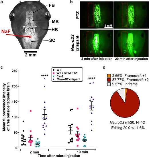 NeuroD2 CRISPant tadpoles have a comparatively leaky BBB. a) Dorsal view of stage 47 tadpole head to show the parts of the brain and site of Na fluorescein (NaF) injection into the hindbrain ventricle (red circle and arrow). FB, forebrain; MB, midbrain; HB, hindbrain; SC, spinal cord. b) Examples of NaF dye injected tadpoles at 2 and 20 minutes after injection, visualized with GFP2 channel. Orientation of the tadpole head as in (a). Dotted rectangles show the area outside the brain that was used to calculate MFI. Scale bar in top left applies to all panels. Top, wild type (WT) tadpole treated with 5 mM of seizure-inducing drug PTZ for 2 hours prior to dye injection. Bottom, untreated NeuroD2 CRISPant, sgRNA rnk20. c) Scatter plot showing MFI (dye leakage outside the brain) at 2 and 20 minutes post NaF dye injection for N = 12 tadpoles per group, 2-way ANOVA with Tukey post hoc analysis, ****P < 0.0001. Cas9 indicates tadpoles injected with Cas9 protein, but no sgRNA. d) Summary of tadpole editing in the NeuroD2 CRISPant group, confirmed by Sanger sequencing and TIDE analysis. Raw data are in Supplementary File 1 and Supplementary Fig. 5 in Supplementary File 2.