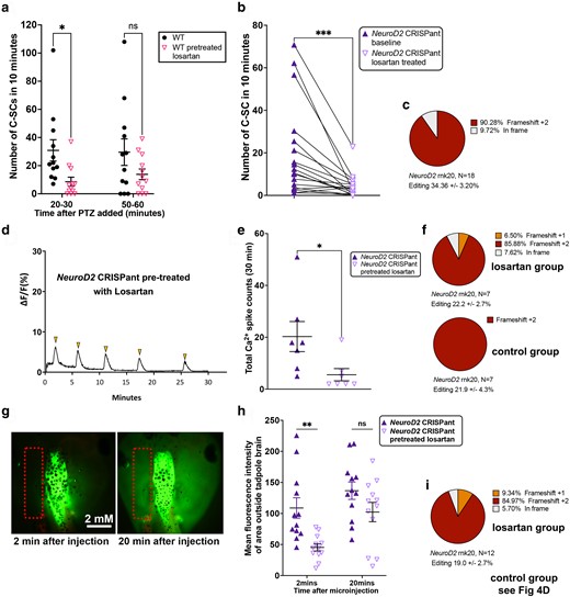 Pre-treating tadpoles with Losartan offers short-term protection from chemically induced or genetic seizure activity. a) Scatter plot of C-SC events in stage 47 wild type tadpoles recorded in 10 minutes either 20 minutes after induction of seizures with 5 mM PTZ or 50 minutes after. Pretreatment of tadpoles with 5 mM of the anti-inflammatory drug Losartan, compared to no pretreatment, N = 12 both groups. Analysis by 2-way ANOVA with Sidak's multiple comparisons test of means, *P < 0.05, ns = nonsignificant. b) Before–after plots of C-SC events for 18 NeuroD2 CRISPant tadpoles, baseline events over 1 hour were counted. Two hours after addition of 5 mM Losartan to the tadpole medium, C-SC events were again counted for 1 hour. Wilcoxon rank test for matched pairs, triangles joined by black lines are the same tadpole, ***P < 0.001. c) Pie chart summarizing editing of the 18 NeuroD2 CRISPants analysed in b. d) Example Ca2+ signal trace signaling in the midbrain optic tectum of a NeuroD2 CRISPant tadpole pretreated with 5 mM losartan, with spikes of Ca2+ activity indicated by arrowheads. e) Scatterplot of total Ca2+ spikes, detected over 30 minutes, for two groups of N = 7 NeuroD2 CRISPant tadpoles with or without losartan pretreatment. Mann–Whitney test, *P < 0.05. Trace files are in Supplementary Fig. 7 in Supplementary File 2. f) Summary of editing for each group of n = 7 tadpoles in panel e. All CRISPants were edited, and levels were not different between the groups (P = 0.96, unpaired t-test). g) NeuroD2 CRISPant tadpole heads showing distribution of sodium fluorescein (NaF) dye 2 and 20 minutes after injection into the 4th ventricle. Dotted rectangle indicates the area outside the brain used to measure escaped NaF. h) Scatterplot comparing mean fluorescence intensity in the brain at 2 and 20 minutes post-NaF injection, for two groups of 12 NeuroD2 CRISPant tadpoles, where one group was pretreated with 5 mM Losartan. Analysis by 2-way ANOVA with Sidak's multiple comparisons test of means, **P < 0.01, ns = nonsignificant. i) Pie chart summarizing NeuroD2 editing in the 12 tadpoles comprising the losartan group in panel h, controls are shown in Fig. 4d. All CRISPants were edited, and levels were not different between the groups (P = 0.76, unpaired t-test). Raw data can be found in Supplementary File 1 and Supplementary Figs. 5 and 8 in Supplementary File 2.