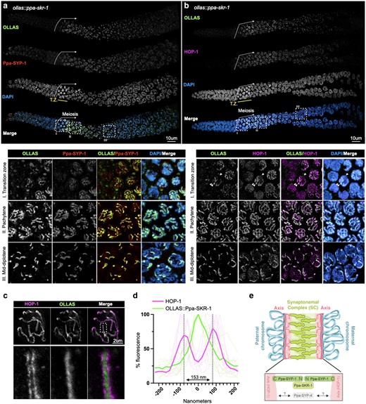 Ppa-SKR-1 localizes to the middle of the SC. a) Top, confocal image of whole gonads from ollas::Ppa-skr-1 worms stained with anti-OLLAS, anti-SYP-1, and DAPI. Bottom, zoom in on transition zone (I), pachytene (II) or mid-diplotene (III) nuclei. b) Confocal image as in a) except with HOP-1 staining. In the bottom panel of b), transition zone, the single arrowhead points to an unpaired chromosome (thin line of HOP-1) and the double arrowhead points to paired chromosomes (brighter HOP-1 staining). In both a) and b), the beginning of the meiotic gonad is indicated with a white arrow and the transition zone is labeled below the DAPI channel in yellow (T.Z.). c) Super-resolution STED image of a single pachytene nucleus from ollas::Ppa-skr-1 worms stained with anti-OLLAS and anti-HOP-1. Zoom-in panels show OLLAS::Ppa-SKR-1 between parallel HOP-1 tracks. d) Plot of line scans of pixel intensity for anti-HOP-1 and anti-OLLAS across parallel axes in ollas::Ppa-skr-1 worms. The average distance between parallel axes is 153 nm. e) Cartoon of the P. pacificus SC with the orientation and position of Ppa-SYP-1 and Ppa-SKR-1 relative to HOP-1 indicated in the bottom panel. The relative position of Ppa-SYP-4 is not known. Adapted from Kursel et al. (2023).