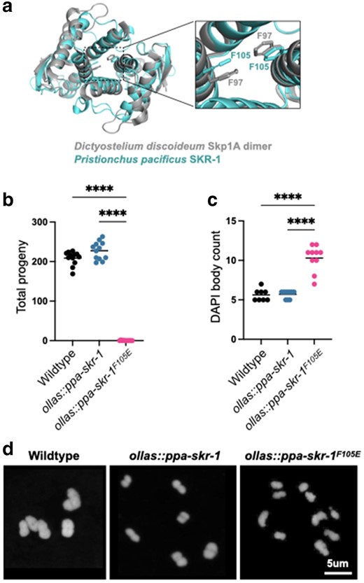 A conserved dimerization interface in SKR-1 is required for P. pacificus meiosis. a) Alignment of P. pacificus SKR-1 AlphaFold model (cyan) to Dictyostelium Skp1A dimer NMR structure (PDB structure 6V88, gray). Conserved phenylalanines required for dimerization are labeled in the zoom-in panel. Dot plot depicting total progeny b) and DAPI body count c) for wild-type P. pacificus, ollas::ppa-skr-1, and ollas::ppa-skr-1F105E. Asterisks reflect P-values from Tukey's multiple comparison test where **** indicates P < 0.0001. d) Representative images of DAPI-stained Meiosis I bivalents (DAPI bodies) from the indicated genotypes.