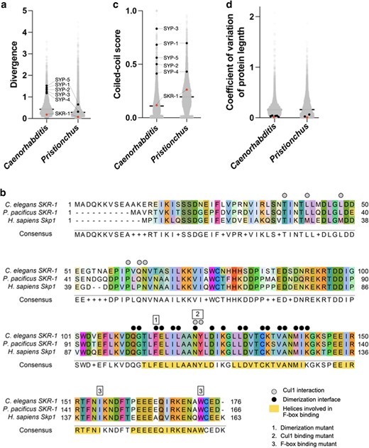 SKR-1 has an evolutionary signature distinct from other SC proteins. a) Dot plot showing protein sequence divergence for the Caenorhabditis and Pristionchus proteomes. SYP proteins and SKR-1 are indicated (black and pink, respectively). b) Alignment of Skp1 orthologs from C. elegans and P. pacificus, and H. sapiens with Cul1 interaction, dimerization, and F-box binding sites labeled (Zheng et al. 2002; Kim et al. 2020). Additionally, 3 mutants generated by Blundon et al. (2024) are indicated by numbered boxes. c) and d), dot plots showing coiled-coil conservation and coefficient of variation of protein length for the Caenorhabditis and Pristionchus proteomes (Kursel et al. 2021). SYP proteins and SKR-1 are indicated as in a).